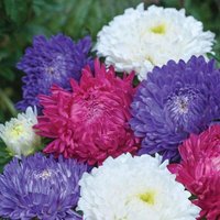 Thompsonandmorgan - Aster Milady Mixed 1 Seed Packet (150 Seeds)