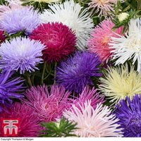 Aster Starlight Mixed 1 Seed Packet (150 seeds)