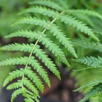 Thompsonandmorgan - Australian Fern Tree - Dicksonia Antarctica - 2 Litre Potted Plant x 1