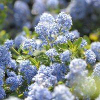 Thompsonandmorgan - Californian Lilac - Ceanothus Repens 3.6 Litre Potted Plant x 1 - Spring Flowering, Loved by Butterflies and Bees
