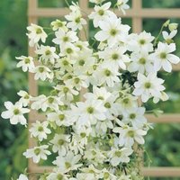Thompsonandmorgan - Clematis Early Sensation 2 Litre Potted Plant x 1