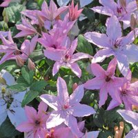 Clematis Hagley Hybrid 9cm Potted Plant x 2