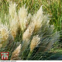 Thompsonandmorgan - Cortaderia Tiny Pampa 9cm Potted Plant x 1