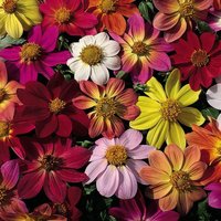 Dahlia Coccinea Species Mixed 1 Seed Packet (25 Seeds)