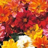 Thompsonandmorgan - Dahlia Dwarf Mixed 1 Seed Packet (50 Seeds)