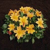 Dahlia Fireworks Mixed 1 Seed Packet