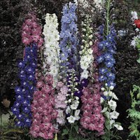 Thompsonandmorgan - Delphinium Hybridum Pacific Giant Mixed 1 Packet (110 Seeds)