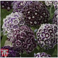 Thompsonandmorgan - Dianthus barbatus Hollandia Purple Crown 1 Seed Packet (150 Seeds)