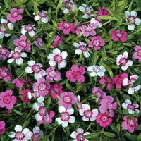 Thompsonandmorgan - Dianthus Deltoides Micro Chips 1 Seed Packet (80 Seeds)
