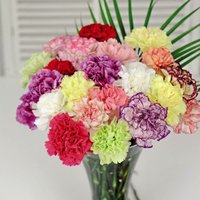 Dianthus Giant Chabaud Mixed 1 Packet (150 Seeds)