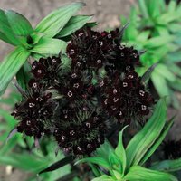 Dianthus Nigrescens Sooty 1 Seed Packet (30 Seeds)