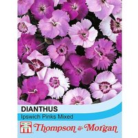 Dianthus Plumarius Ipswich Pinks Mixed 1 Seed Packet (75 Seeds)