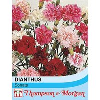 Dianthus Plumarius Sonata 1 Seed Packet (30 Seeds)