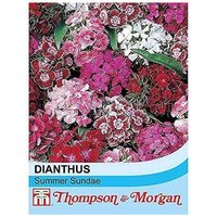 Dianthus Summer Sundae 1 Seed Packet (30 Seeds)