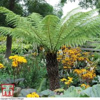 Thompsonandmorgan - Dicksonia Antarctica (Australian Fern Tree) 1ft Trunk x 1