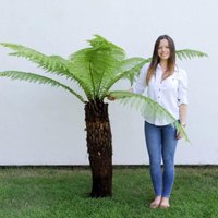 Thompsonandmorgan - Dicksonia Antarctica (Australian Fern Tree) 2 Litre Potted Plant x 2