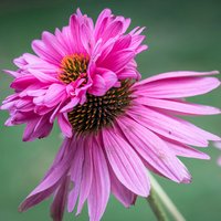 Thompsonandmorgan - Echinacea Doubledecker 1 Seed Packet (8 Seeds)