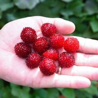 Thompsonandmorgan - Fruit Rubus (Raspberry Tree) Hararasp Standard 5 Litre Potted Plant x 1