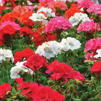 Thompsonandmorgan - Geranium Border Supreme F2 Hybrid 1Seed Packet (18 Seeds)