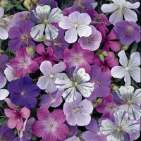 Thompsonandmorgan - Geranium Reflections 1 Seed Packet (10 Seeds)