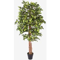 Homescapes - Green Artificial Ficus Tree with Twisted Real Wood Trunk, 6 Ft