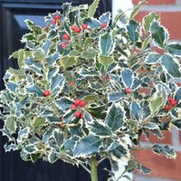 Thompsonandmorgan - Ilex (Holly) aquifolium Argentea Marginata 9cm Potted Plant x 1