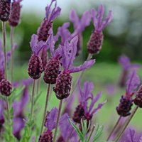 Thompsonandmorgan - Lavender (French) Stoechas 1 Packet (50 Seeds)