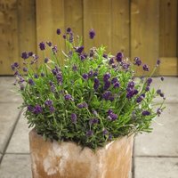 Thompsonandmorgan - Lavender Mini Blue 1 Packet (20 Seeds)