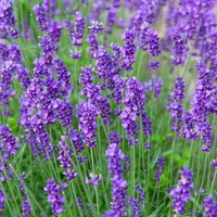 Thompsonandmorgan - Lavender Munstead 1 Packet (110 Seeds)