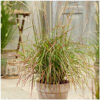 Miscanthus (Grass) Ruby Cute 12cm Potted Plant x 1