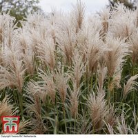 Thompsonandmorgan - Miscanthus (Grass) sinensis Cute One 12cm Potted Plant x 1