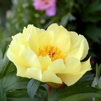 Thompsonandmorgan - Paeonia Itoh Bartzella 3.6 Litre Potted Plant x 1