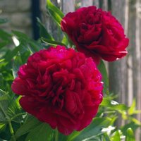 Thompsonandmorgan - Paeonia (Tree Peony) x suffruticosa Bai Yuan Hong xia 6 Litre Potted Plant x 1