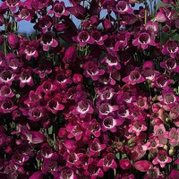 Thompsonandmorgan - Penstemon Miniature Bells Mixed 1 Seed Packet (50 Seeds)