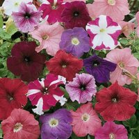Petunia Colour Parade Mixed F1 Hybrid 1 Seed Packet (100 Seeds)