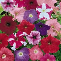 Thompsonandmorgan - Petunia Rainbow Mix 1 Packet (750 Seeds)