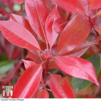 Thompsonandmorgan - Photinia Fraseri Red Robin 9cm Potted Plant x 1