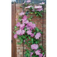 Regent Wall Trellis - Decorative Garden Screen, Plant Support - Solid Steel - W52 x H164 cm - Black