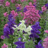 Thompsonandmorgan - Salvia Horminum Claryssa Mixed 1 Seed Packet (150 Seeds)