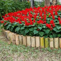 Thompsonandmorgan - Salvia Sahara Red 1 Seed Packet (40 Seeds)