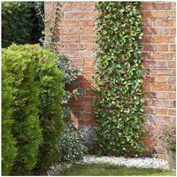 Smart Garden - 90cm x 180cm Expanding Lemon Leaf Trellis Wheelie Bin Screen