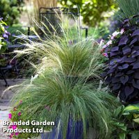 Stipa tenuissima Pony Tails 9cm Potted Plant x 3