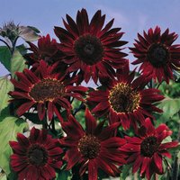 Thompsonandmorgan - Sunflower Claret 1 Packet (20 Seeds)