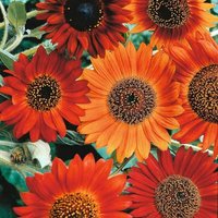 Thompsonandmorgan - Sunflower Earth Walker 1 Packet (30 Seeds)