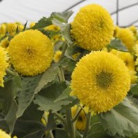 Thompsonandmorgan - Sunflower Helianthus annuus Gummy Bear 1 Seed Packet (15 Seeds)