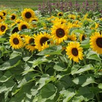Thompsonandmorgan - Sunflower Little Dorrit F1 Hybrid 1 Packet (20 Seeds)