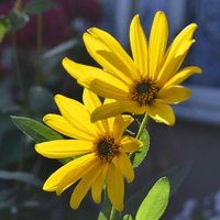 Sunflower Maximiliani 1 Seed Packet (40 Seeds)