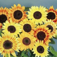 Thompsonandmorgan - Sunflower Music Box 1 Seed Packet (30 Seeds)