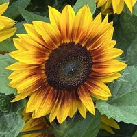 Thompsonandmorgan - Sunflower Orange Mahogany F1 1 Seed Packet
