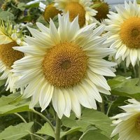 Thompsonandmorgan - Sunflower Pro Cut White Lite F1 1 Seed Packet
